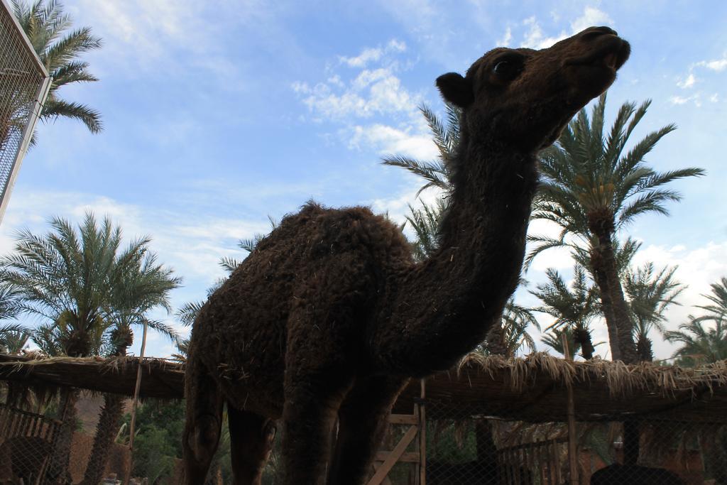 أكدز Ecolodge Bab El Oued Maroc Oasis المظهر الخارجي الصورة